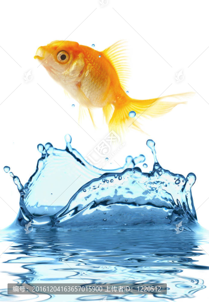 黃金小魚