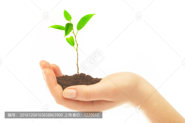 人的手和幼嫩的植物