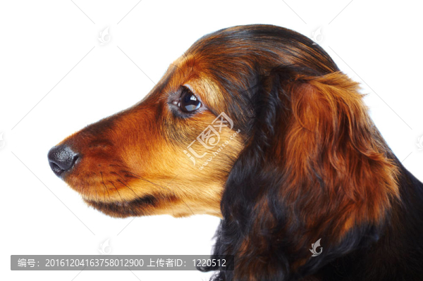 小狗臘腸
