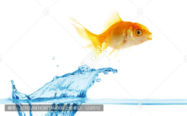 金小魚跳出水面