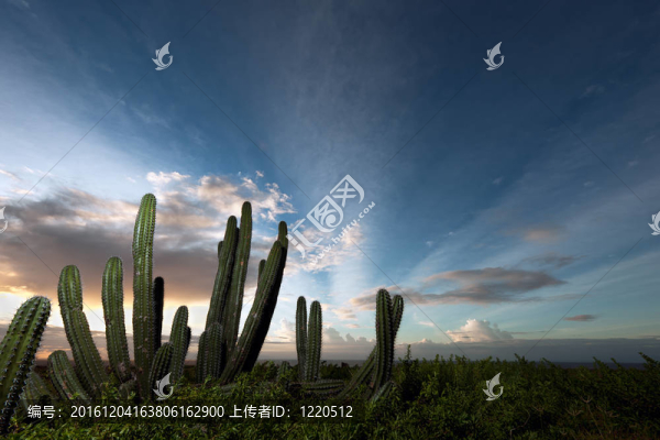 Cactus,bush在阿魯巴的日出