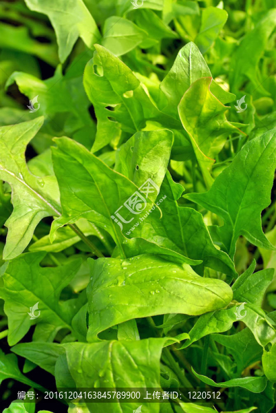 農(nóng)場土壤中的綠色菠菜。