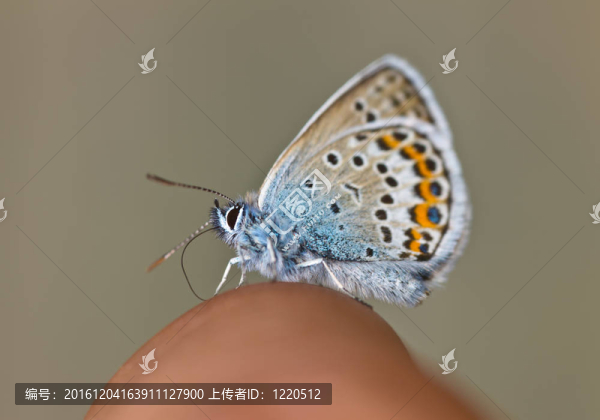 蝴蝶