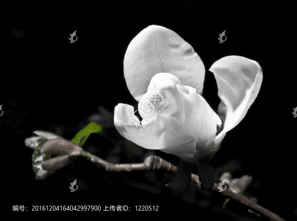 玉蘭花