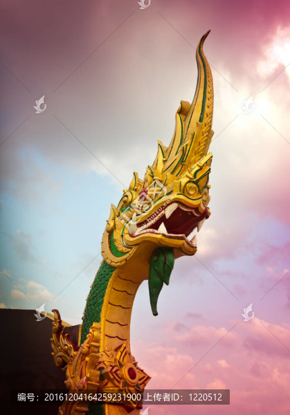 大毒蛇的頭