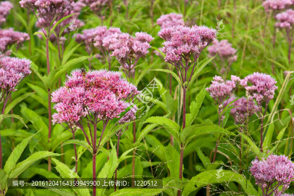 喬派伊雜草野花（eutrochium）