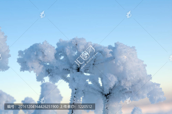Frozenned,flower的冬景。