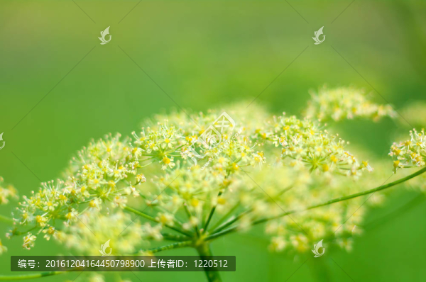 當歸的計劃。特寫