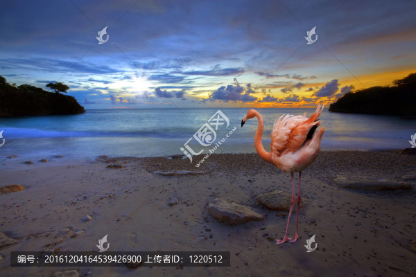 火烈鳥