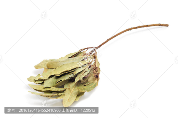 月桂樹(shù)