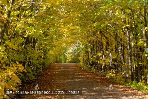 葉子的路