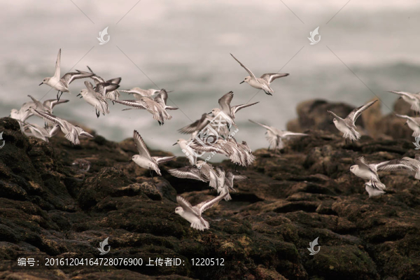 小海鳥飛行的水鳥