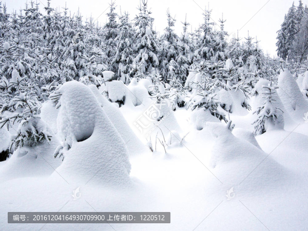 林海雪原