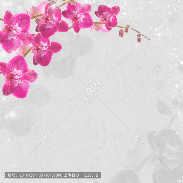 蘭花背景。插圖可以用于不同的目的