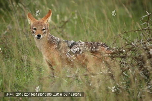 在野外的豺狼