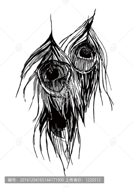 孔雀羽毛黑白