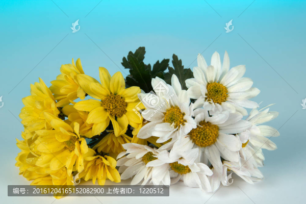 一束菊花