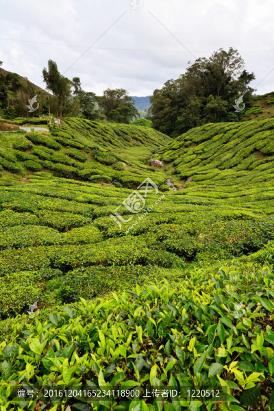 在金馬倫高地茶種植