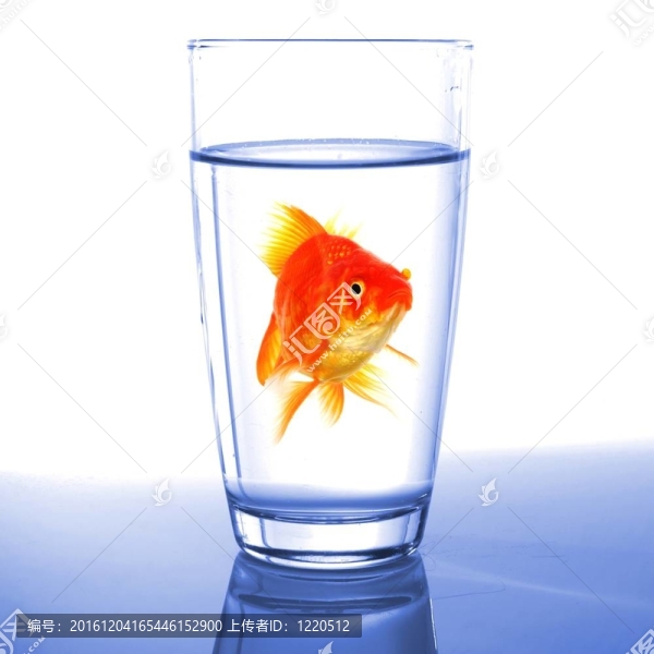 金魚