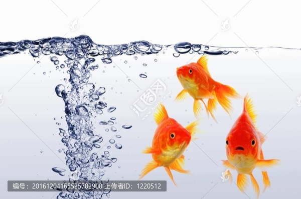 金魚