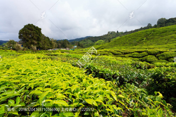 在金馬倫高地茶種植