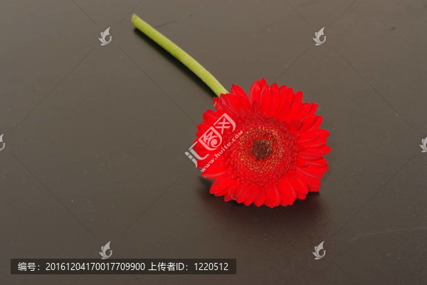 非洲菊