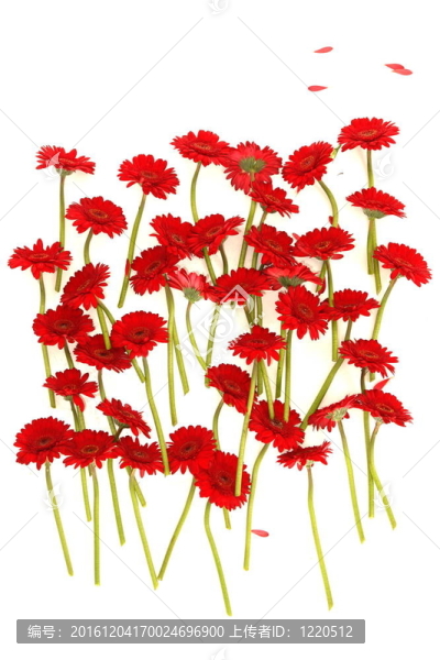 非洲菊