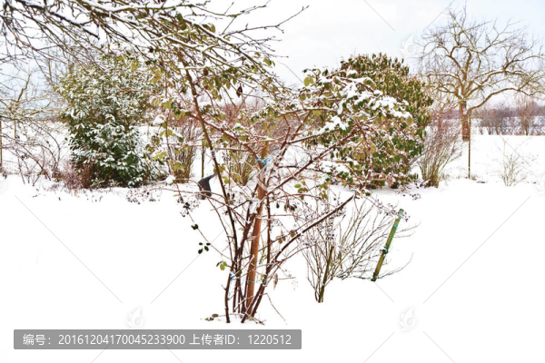與樹木在冬天的雪壩