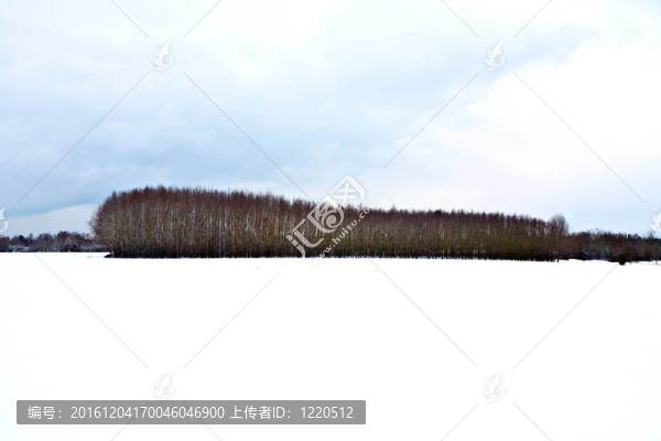 冬天的樹(shù)木覆蓋著白雪覆蓋的田野