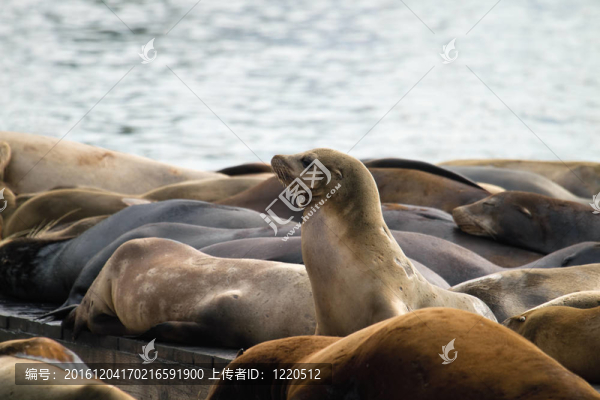 海獅曬在駁船在三藩39號碼頭