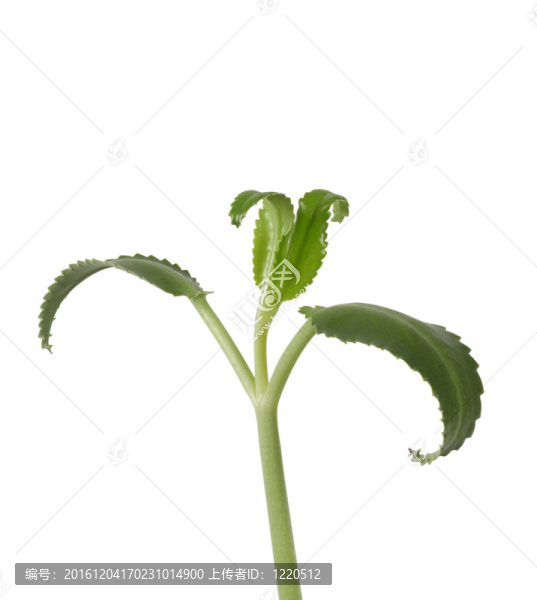 長壽花