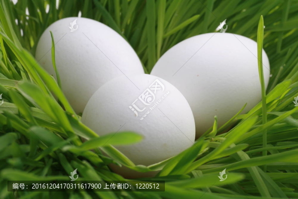 雞蛋