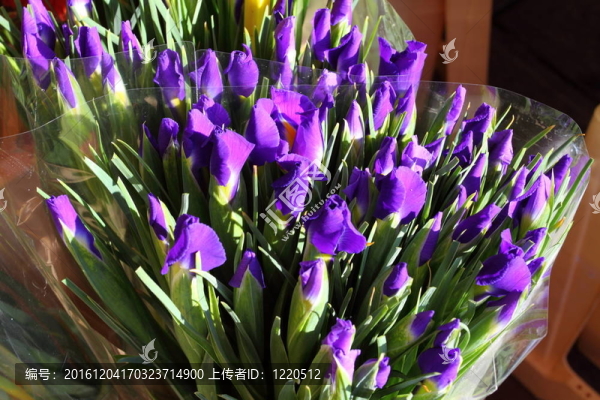 阿姆斯特丹市場(chǎng)鮮花銷(xiāo)售