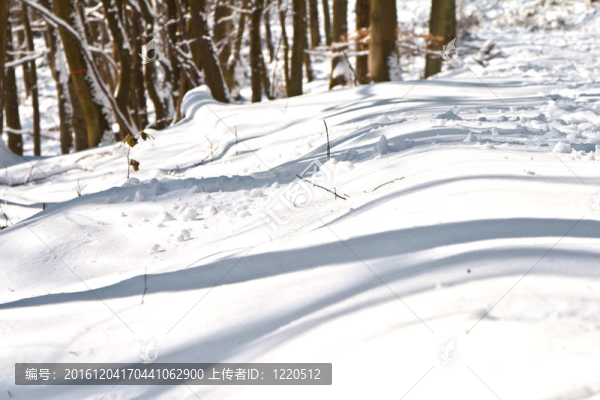 冬與雪森林