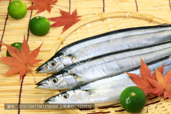 秋刀魚