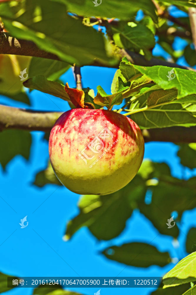 成熟的蘋(píng)果掛在蘋(píng)果樹(shù)上