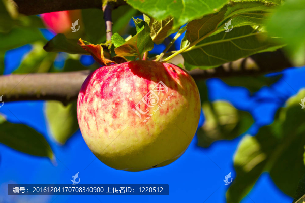成熟的蘋(píng)果掛在蘋(píng)果樹(shù)上