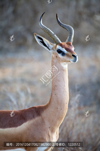 Gerenuk（Litocranius,walleri）