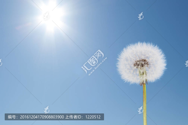 蒲公英