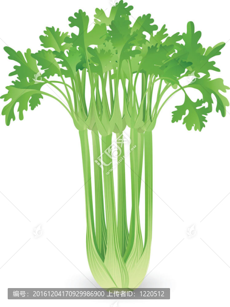 一串芹菜插圖
