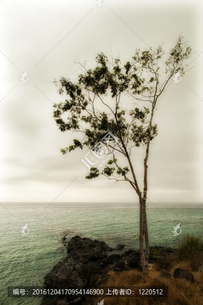 海上的樹