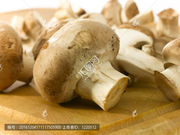 食用蘑菇