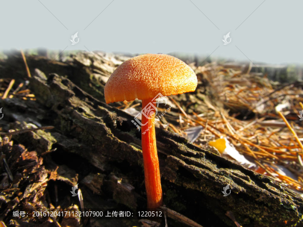 美麗的毒菌