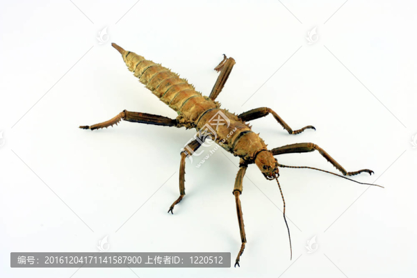eurycantha,calcarata