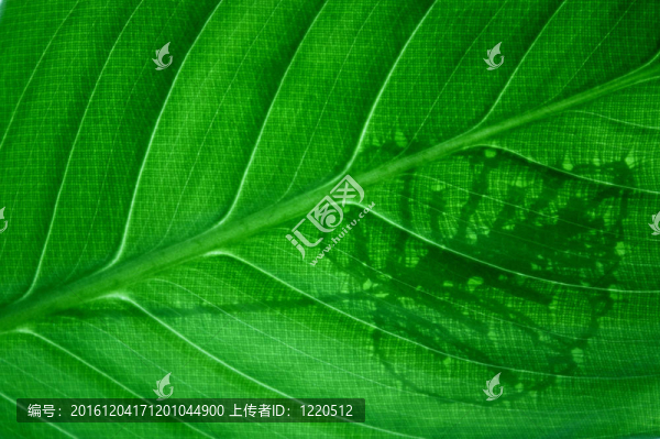 葉