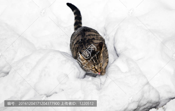 可愛的貓strollingh通過冬天的雪