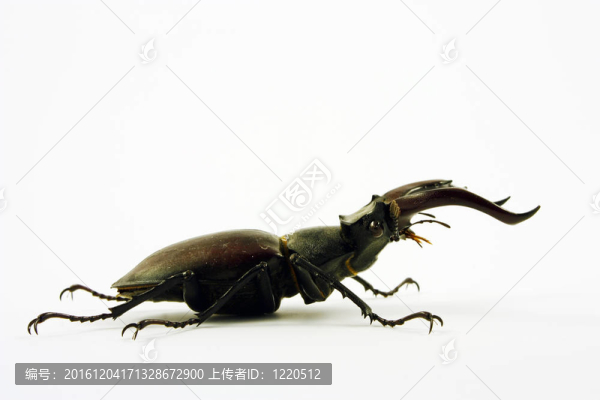 歐洲深山鍬形蟲