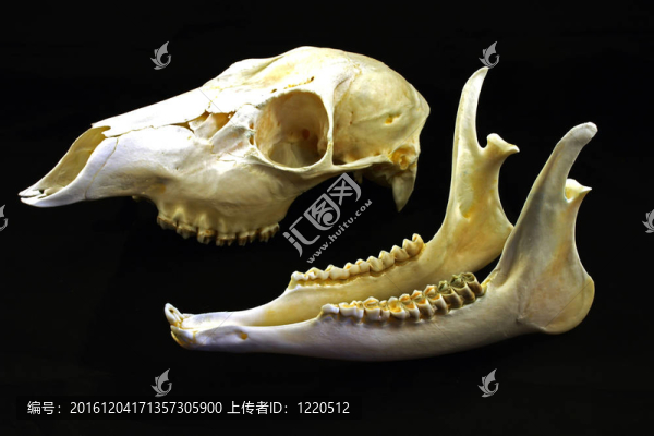 Skull（狍）