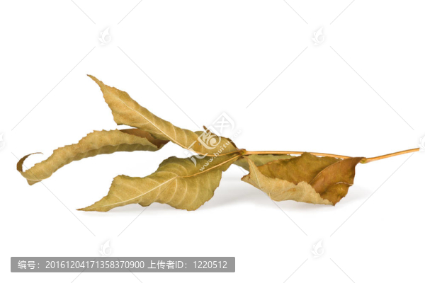 白色背景下干燥的秋葉