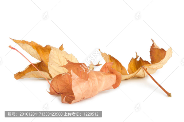 白色背景下干燥的秋葉